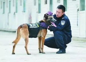 忠诚守护,无畏前行