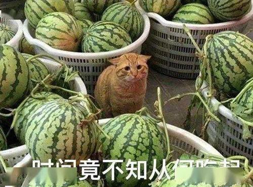 天天吃瓜网打不开怎么办?全面解析解决方法