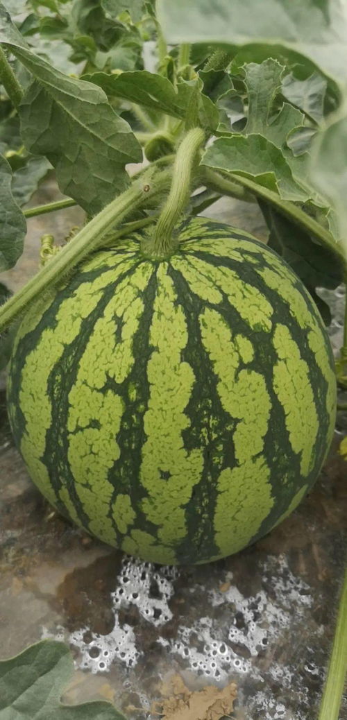 今日吃瓜必看!盘点夏季热门瓜果,解锁夏日清凉新姿势