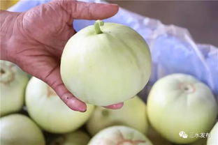 今日吃瓜必看!盘点夏季热门瓜果,解锁夏日清凉新姿势