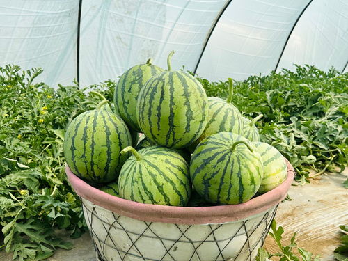 吃瓜视频APP——你的短视频娱乐新天地